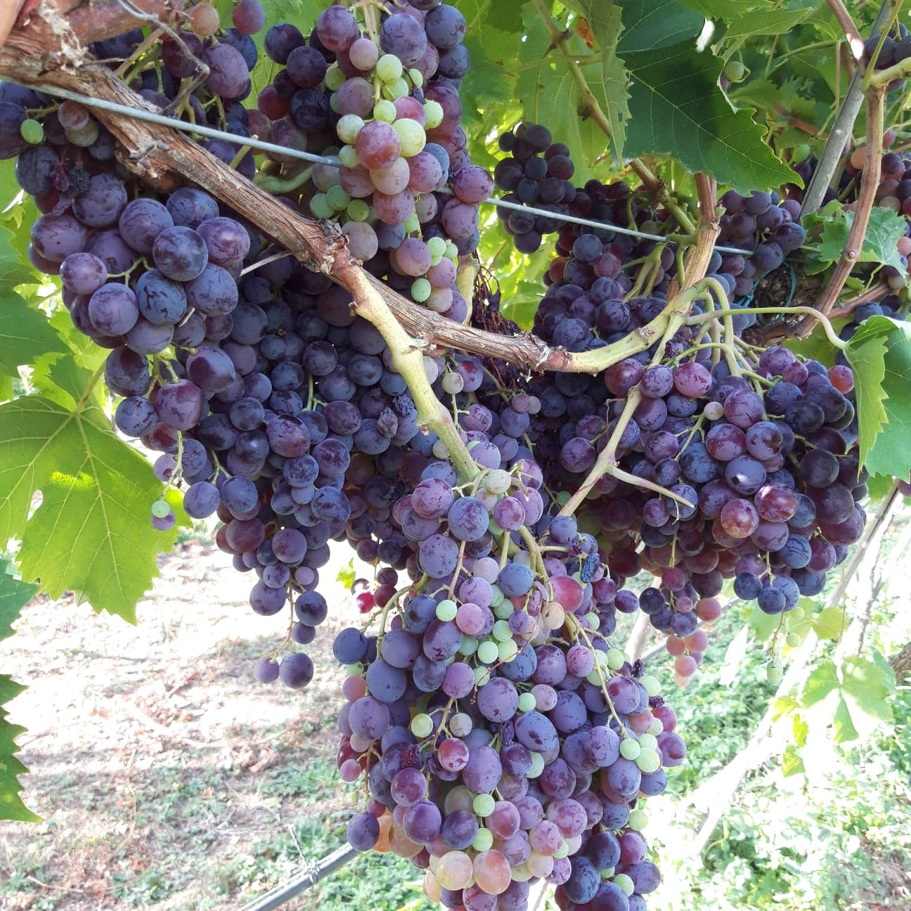 Notre production de raisins du verger de foncoussieres cueillette sur l'arbre