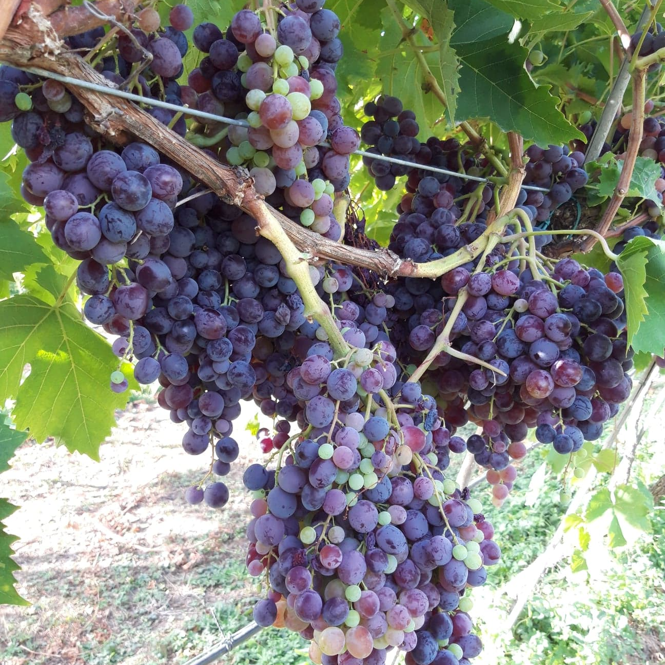 Raisins à cueillir sur l'arbre soi meme