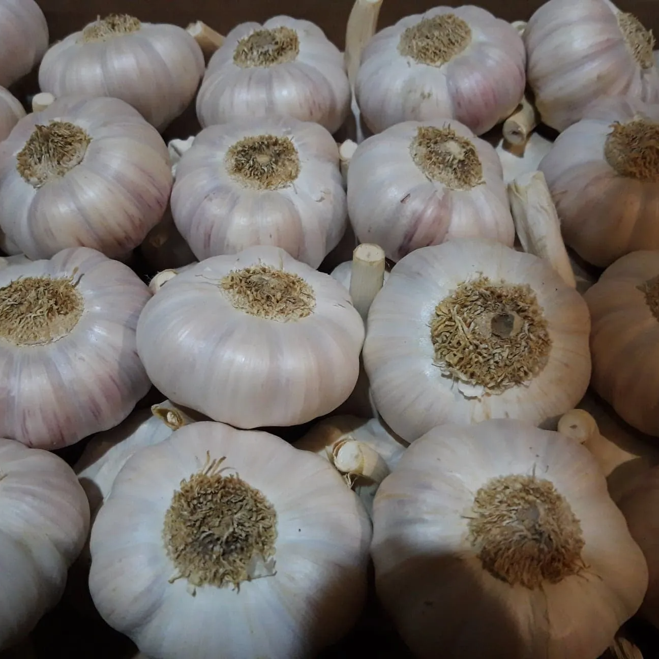 ails locaux Verger de Foncoussières