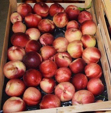 Pêches plates nectarines à cueillir sur l'arbre