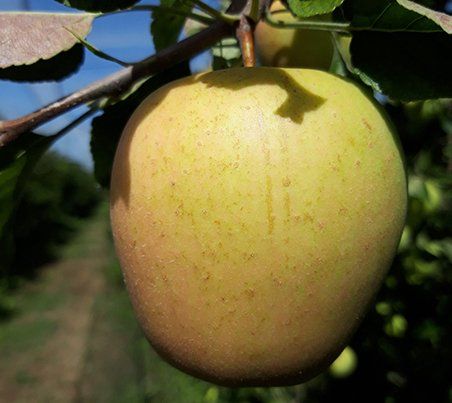 Pommes du Verger Golden