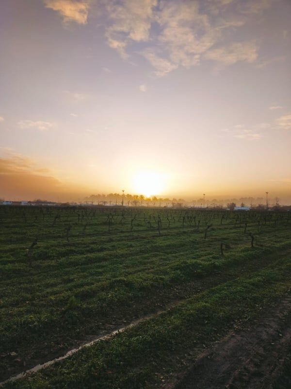 verger bio pommes kiwis raisins vignes toulouse portet sur garonne