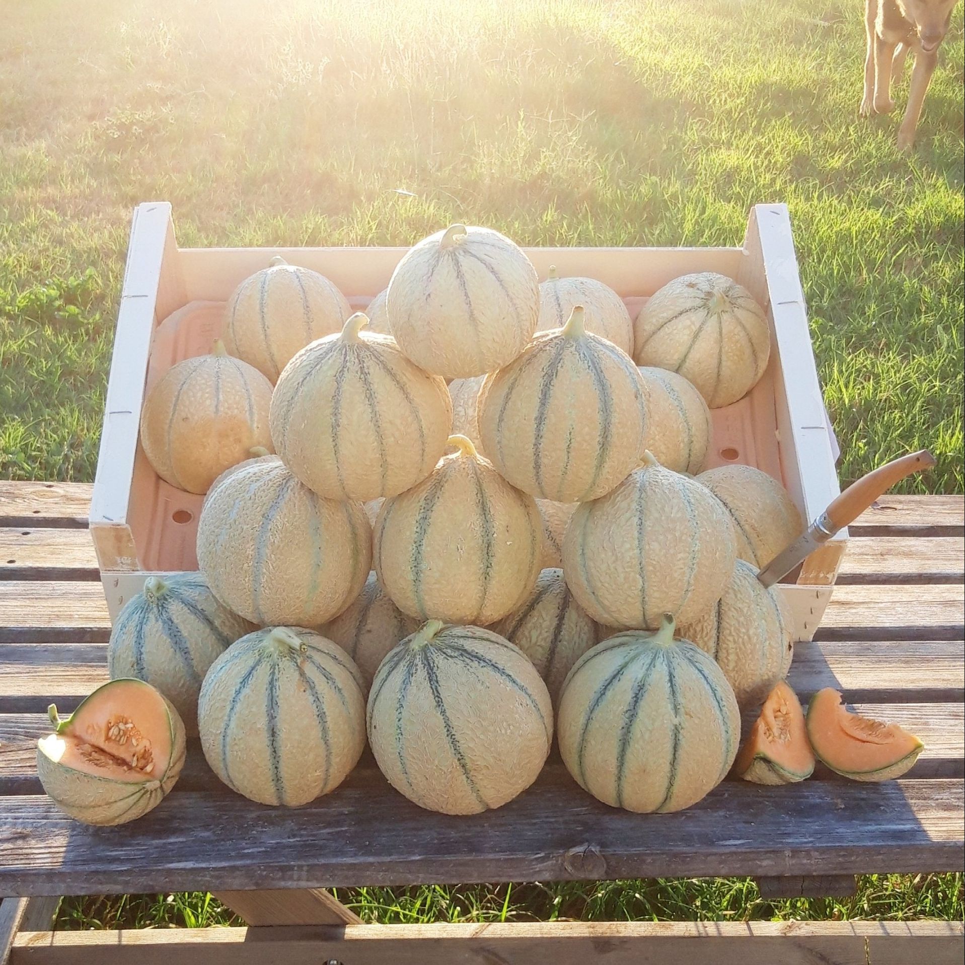 melons
locaux Verger de Foncoussières