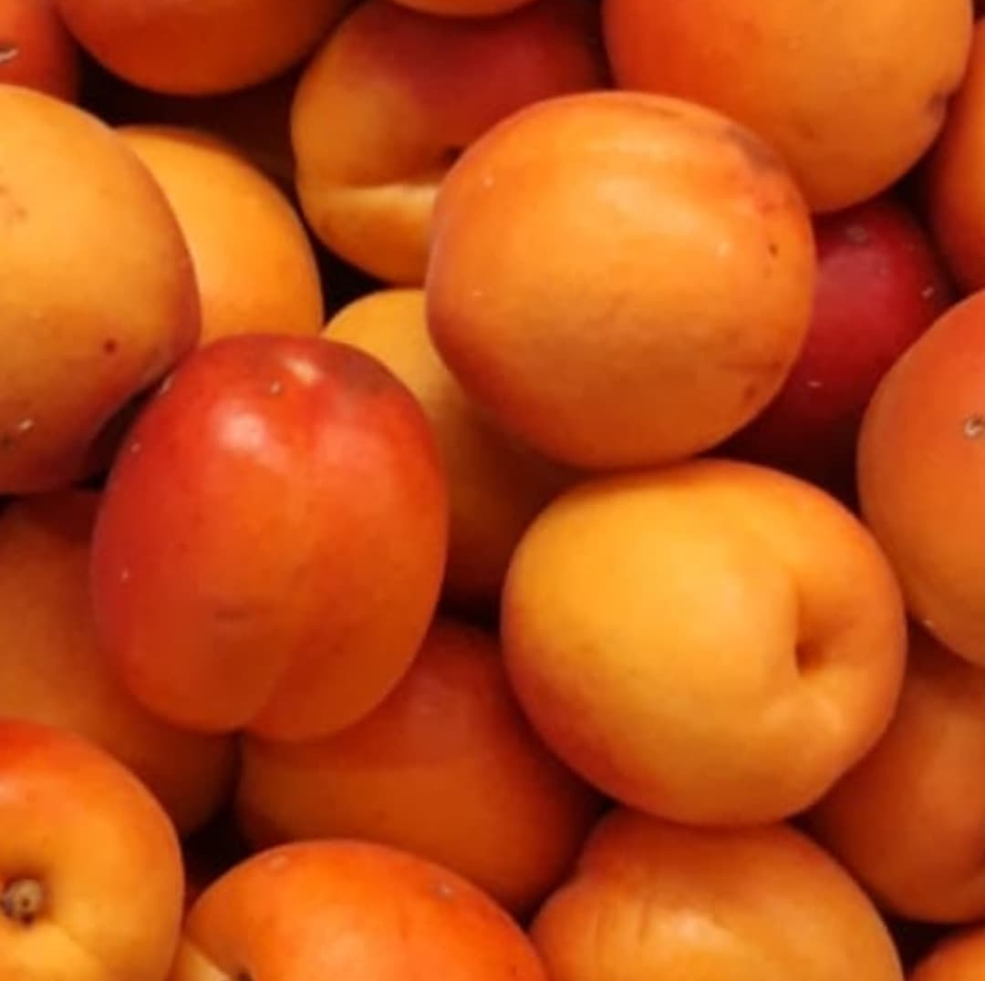 abricots locaux Verger de Foncoussières