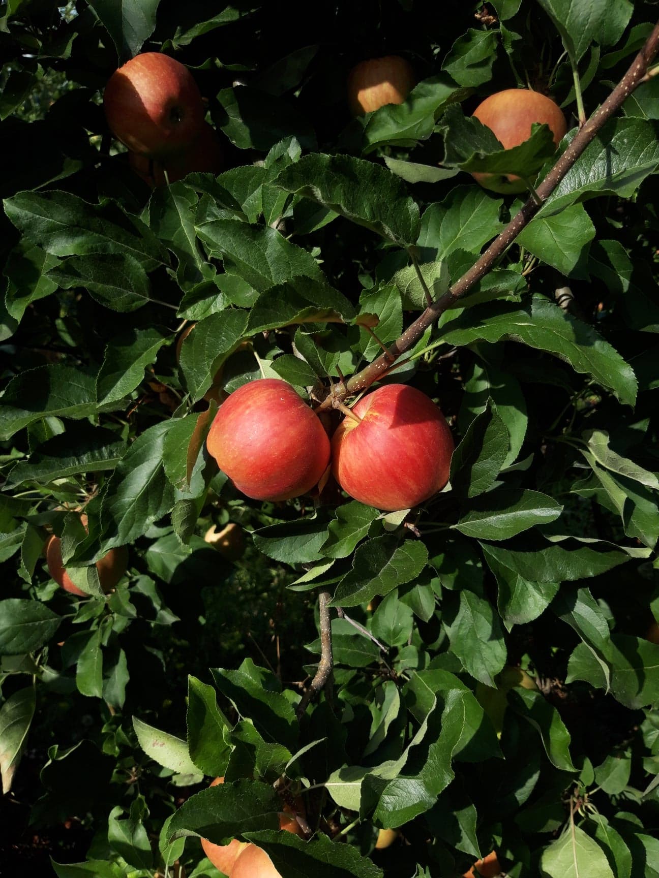 cueillette de pommes du verger de foncoussieres