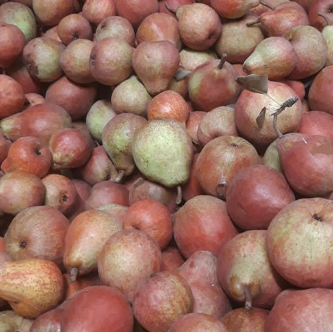 Fruits et légumes locaux Verger de Foncoussières