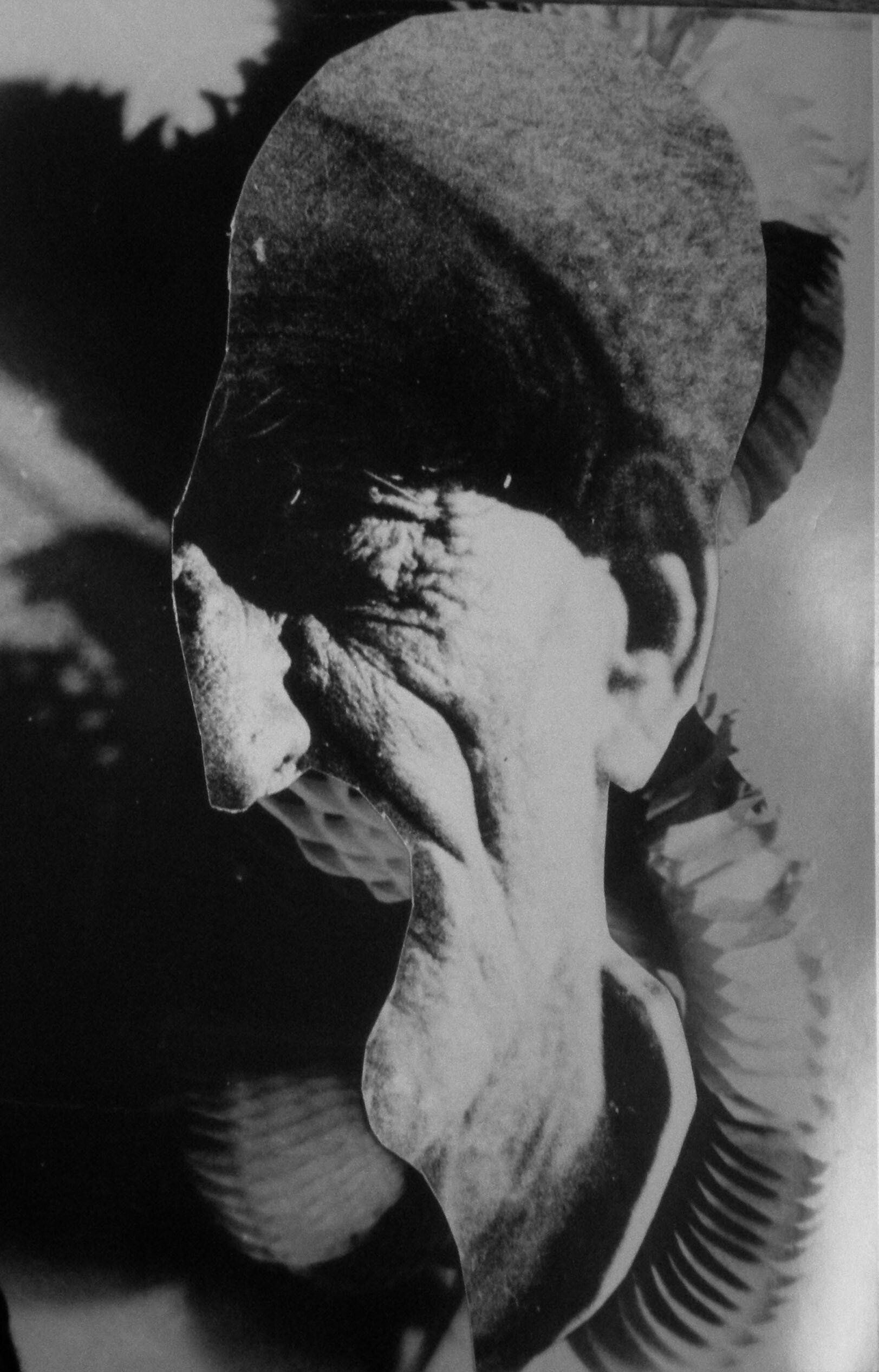 Photomontage, Raoul Hausmann, 1946