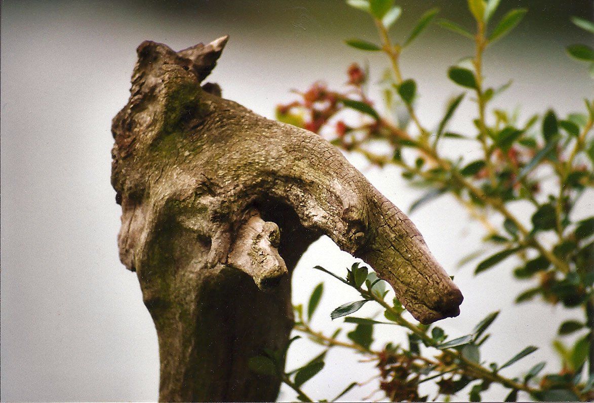 Le vieux, Photo Ann Ponchèle Le vieux, Photo Ann Ponchèle