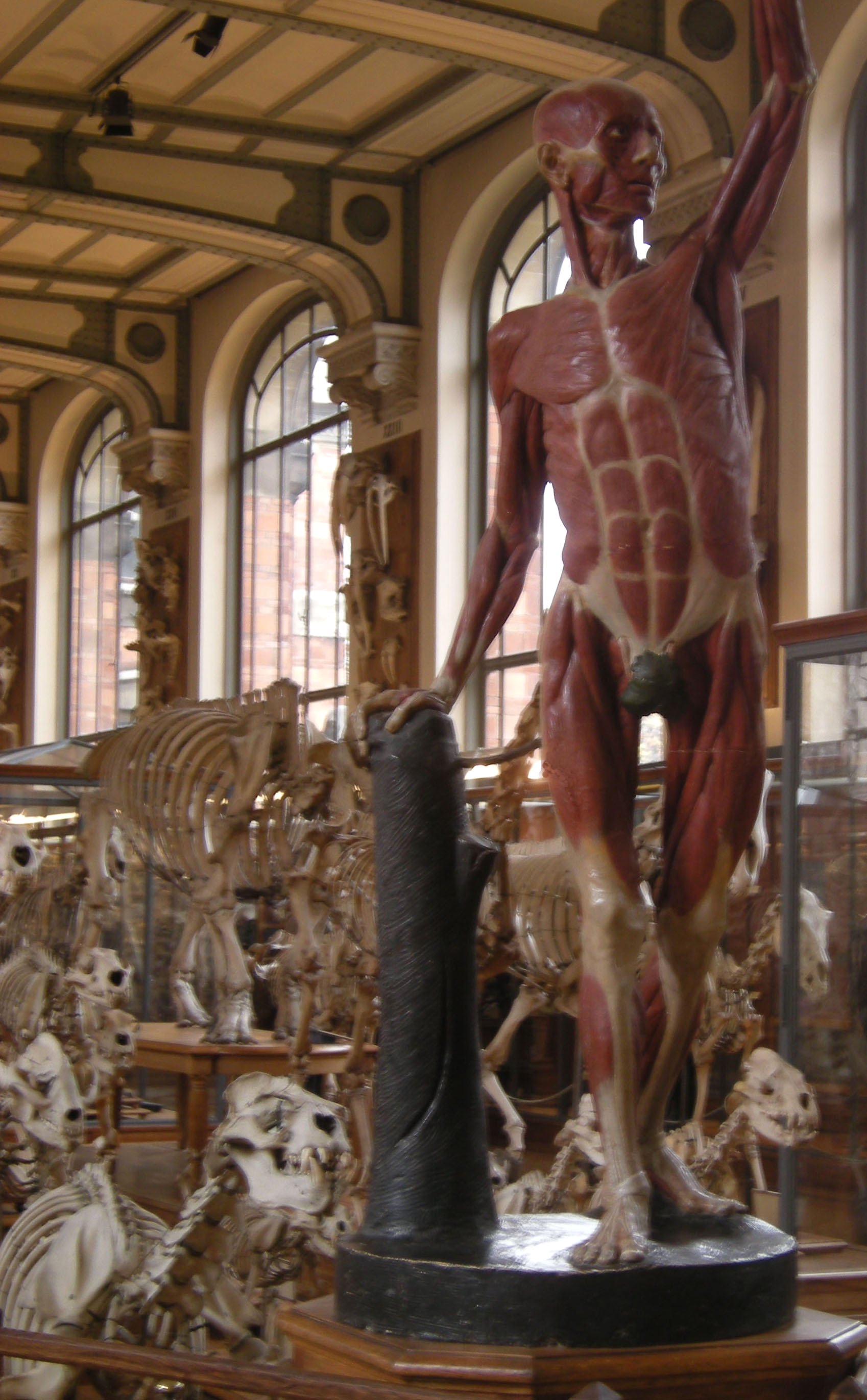 L'Homme maître et possesseur de la nature, Museum d'Histoire Naturelle, Photo Ann Ponchèle L'Homme maître et possesseur de la nature, Museum d'Histoire Naturelle, Photo Ann Ponchèle