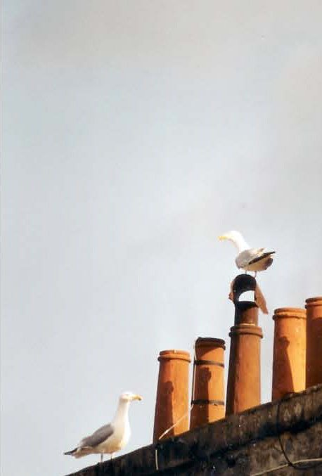 , photo Ann PonchèleMouette sur les toits de Saint-Brieuc