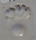 adrien dalpayrat signature