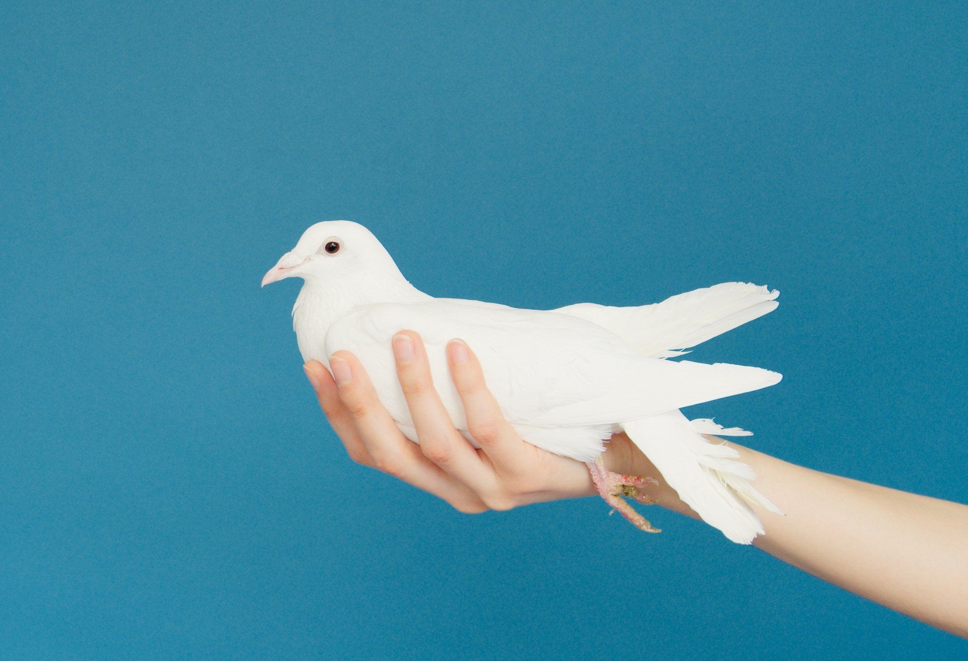 Friedenstaube auf Hand