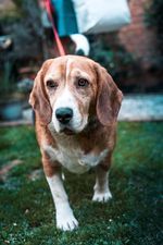 Tobey, the Beagle, experienced Reconnetive Healing Tobey, the Beagle, experienced Reconnetive Healing