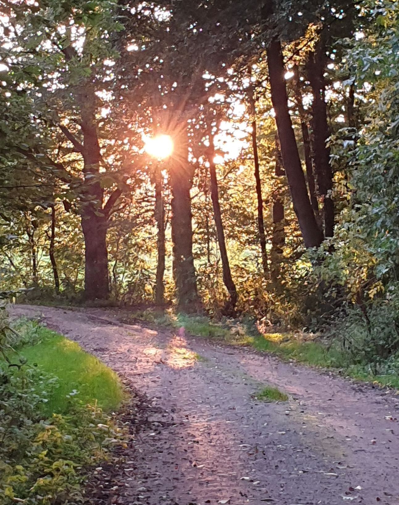 Wald Wiesen wandern Daudieck