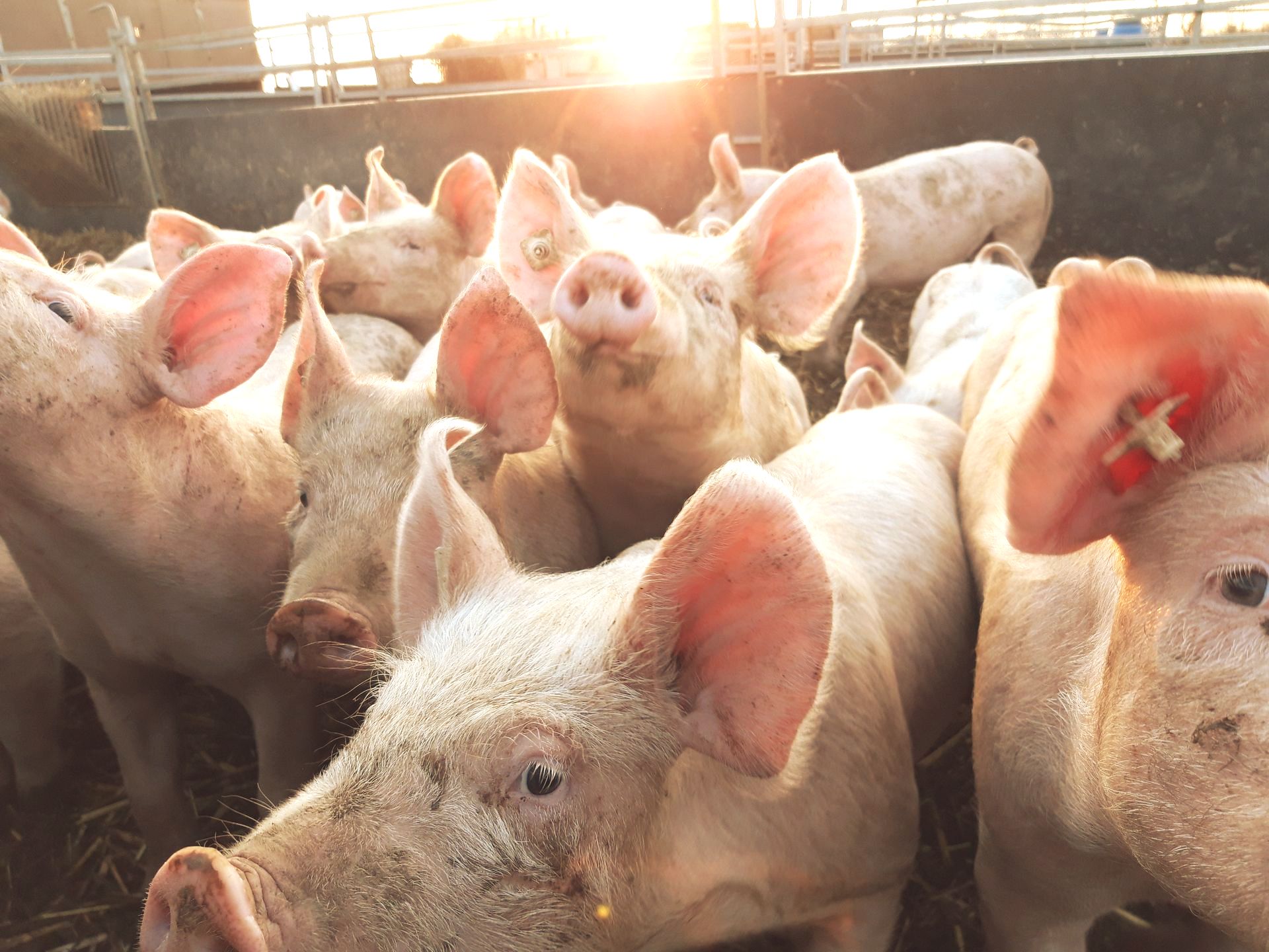 Biogas Bioschweine Bioferkel