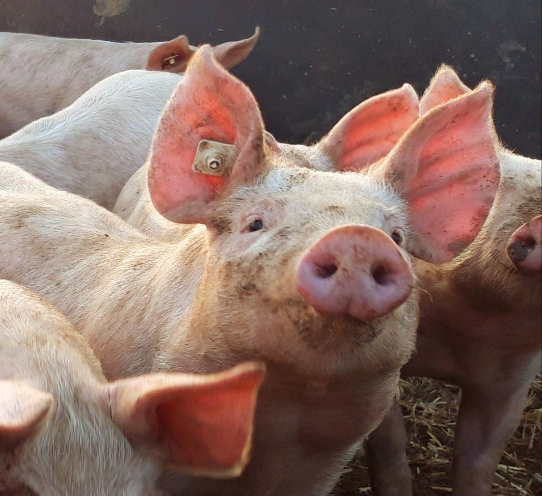 Bio-Schweine