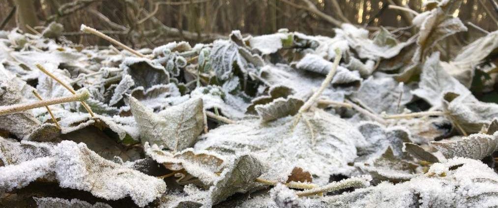 Laub Wald Waldboden