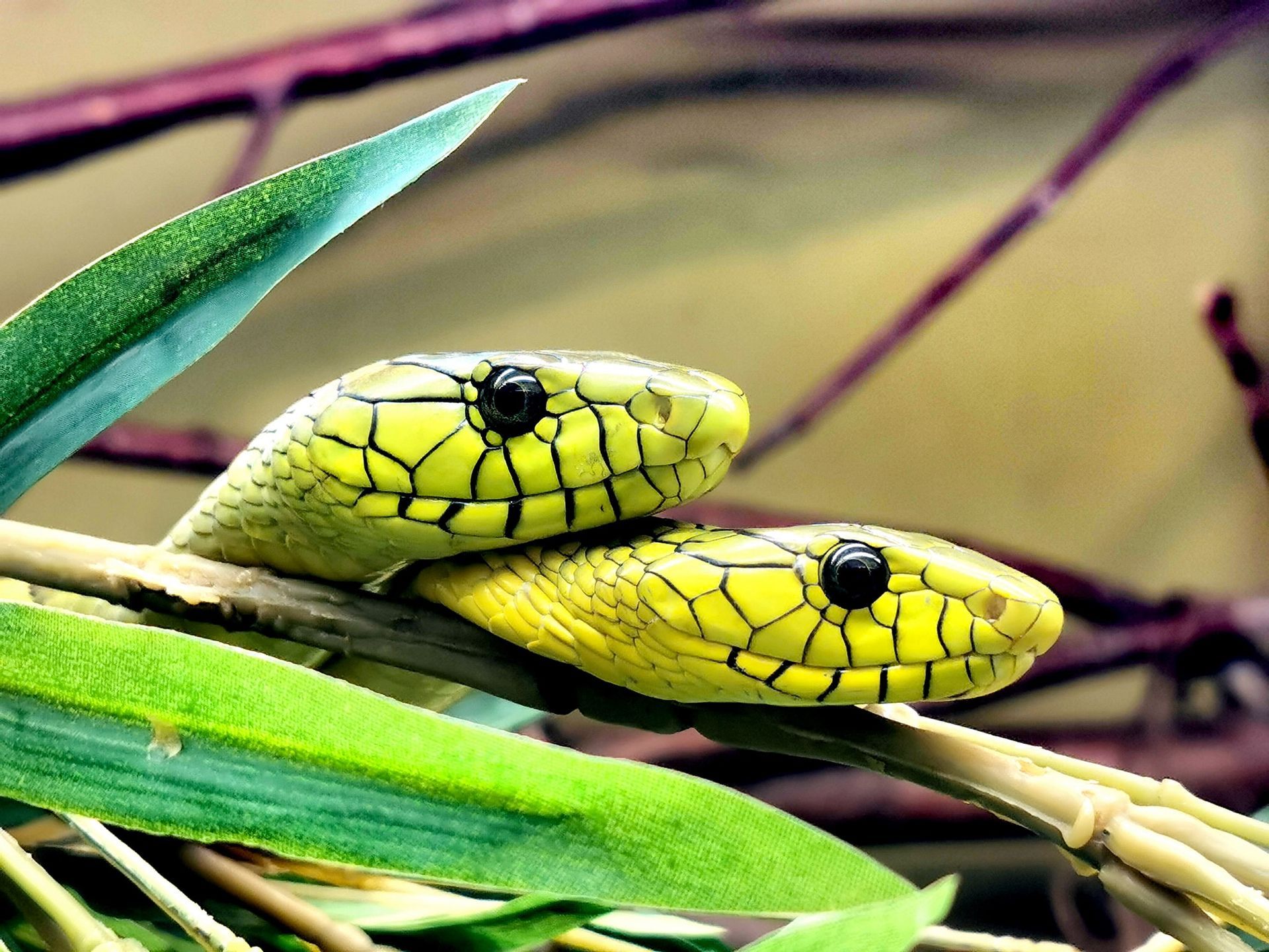 Reptilienzoo-nockalm-13