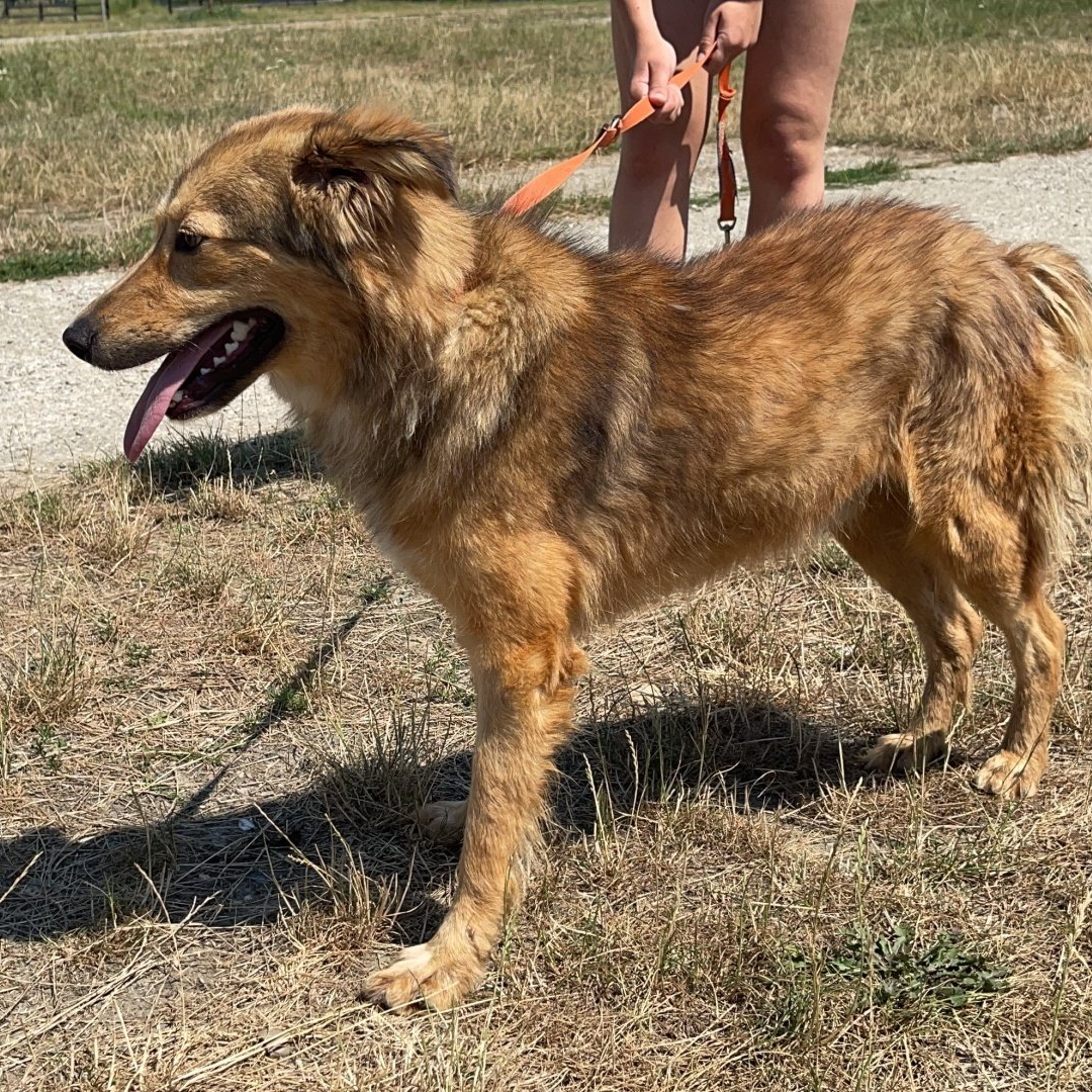 Tierschutzhund, Zuhause gesucht, Adoptieren, Tierschutz, Auslandstierschutz