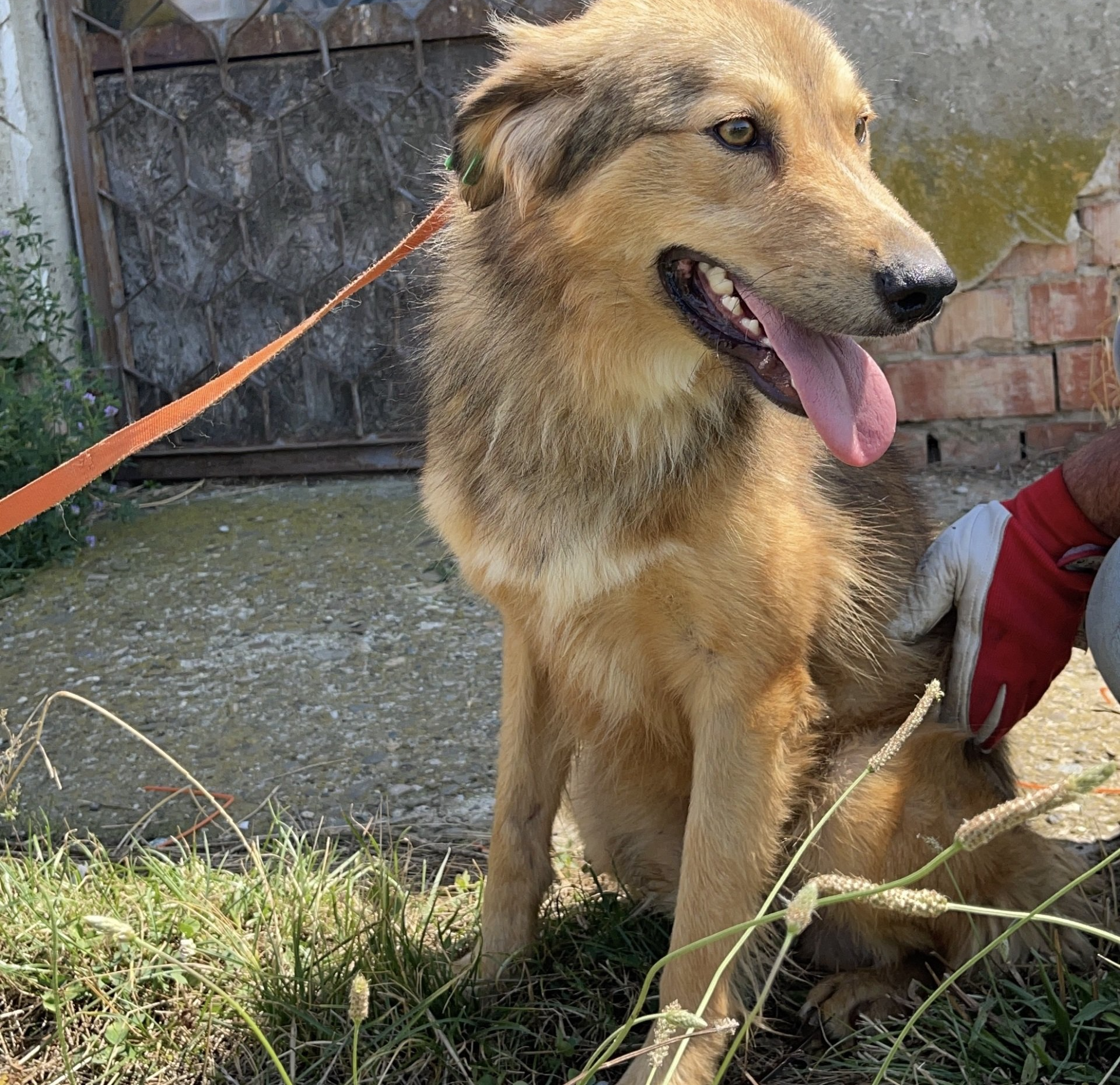 Tierschutzhund, Tierschutz, Zuhause gesucht, Adoptieren, Rumänien, Hund