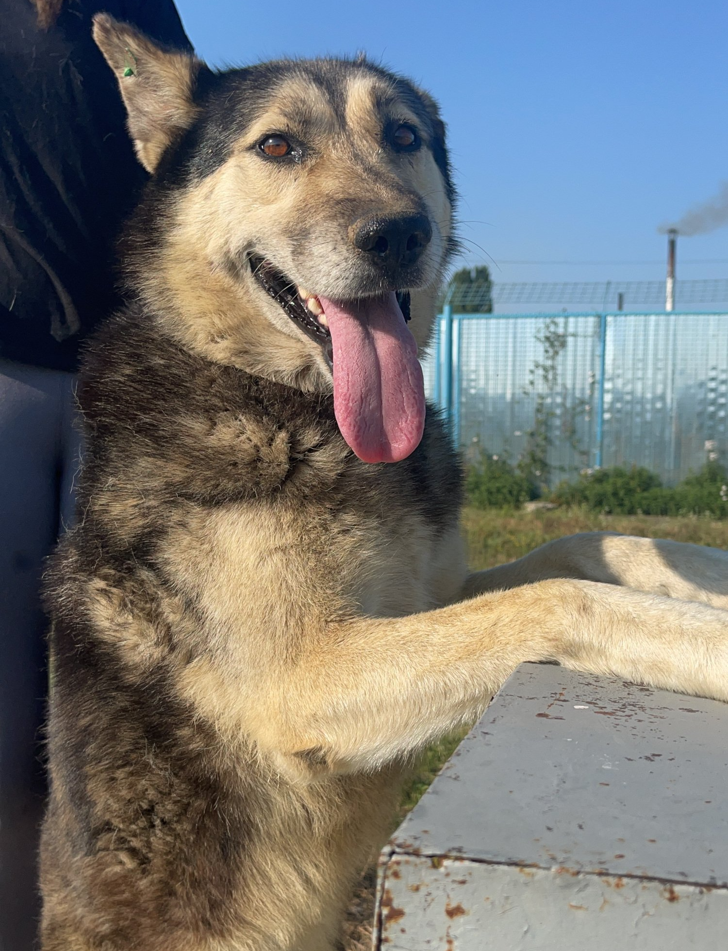 Tierschutzhund Daja Tierschutz, Tierrettung, Tierschutzhund, Hund, Adoptieren, Zuhause gesucht, Rumänien