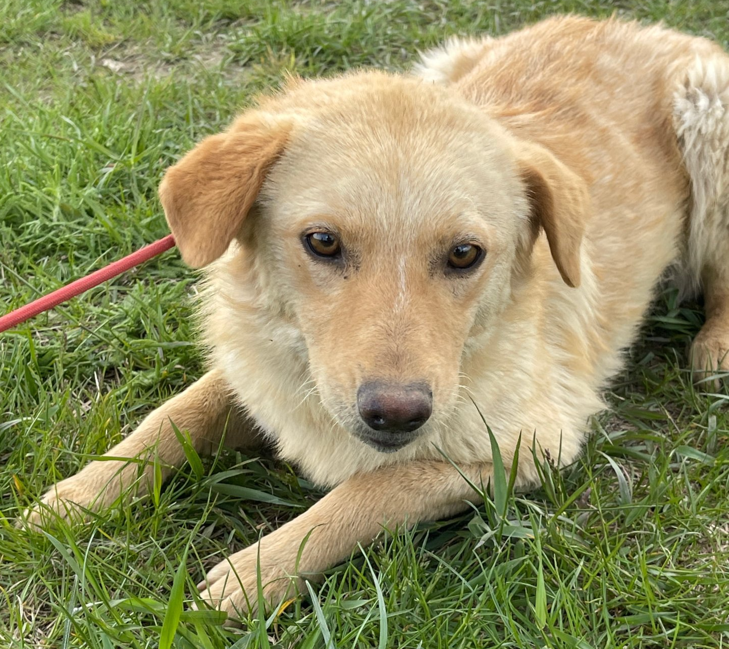 Tierschutzhund Ivi Tierschutz, Tierrettung, Tierschutzhund, Hund, Adoptieren, Zuhause gesucht, Rumänien