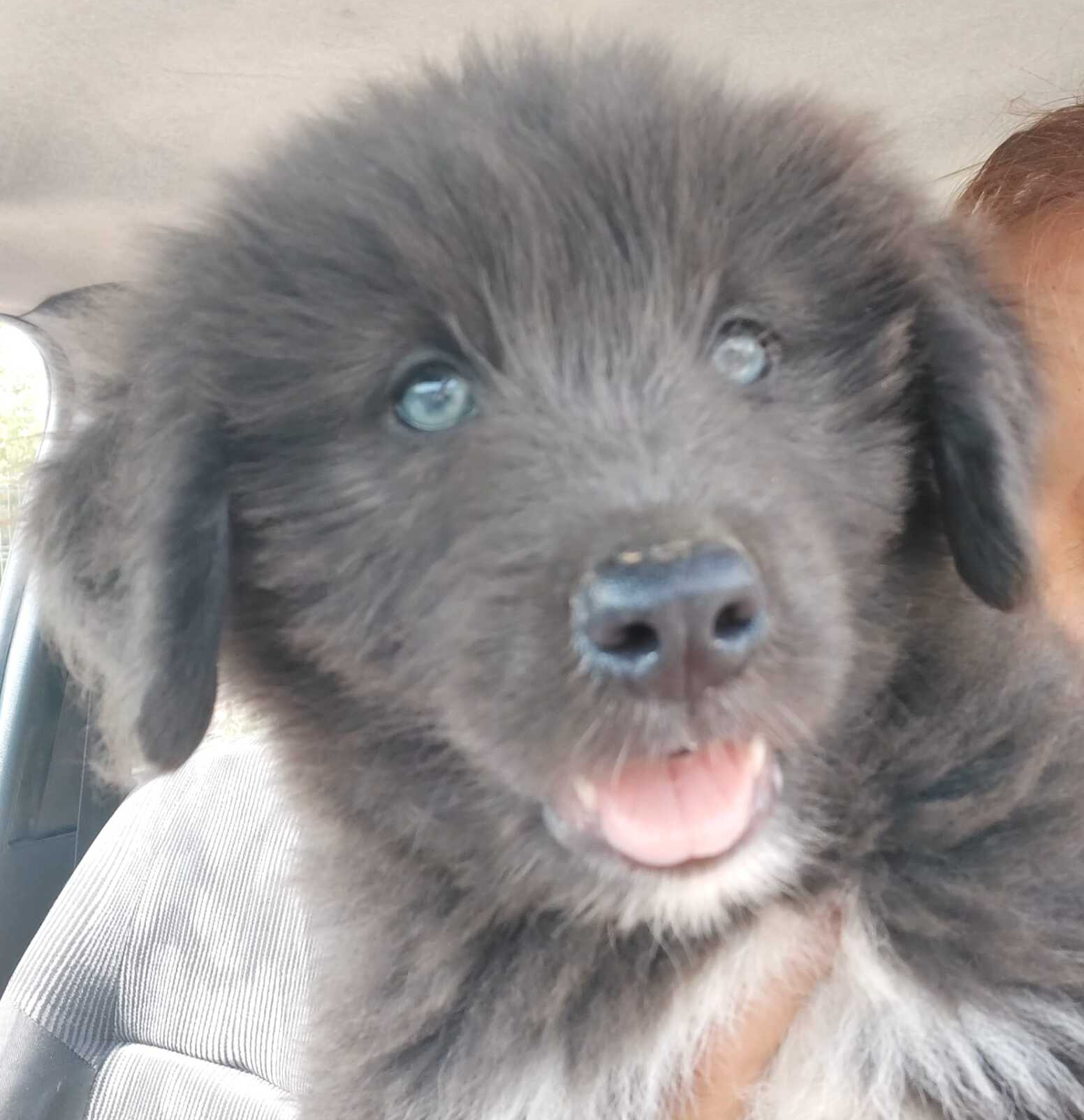 Tierschutzhund Alfons Tierschutz, Tierrettung, Tierschutzhund, Hund, Adoptieren, Zuhause gesucht, Rumänien