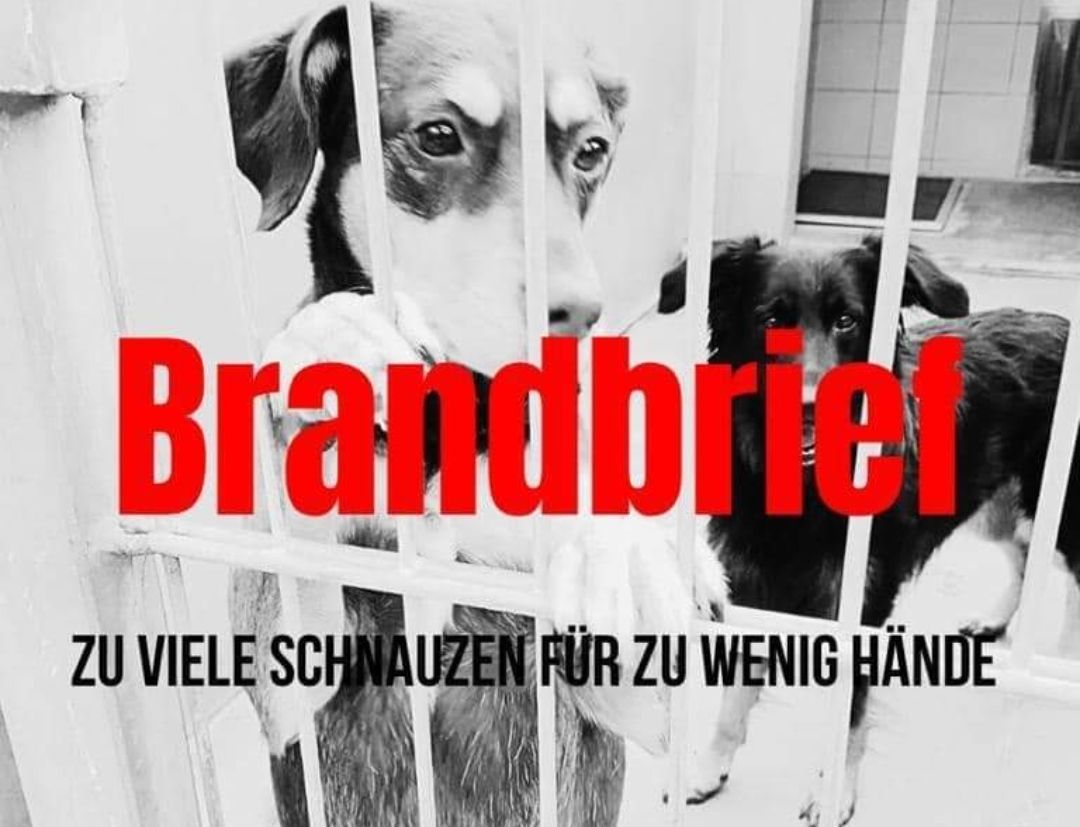 Brandbrief, Tierschutz, Kastrationsaktion, Kastrationskampagne, Kastration, Tierschutz, Rumänien, Straßenhunde