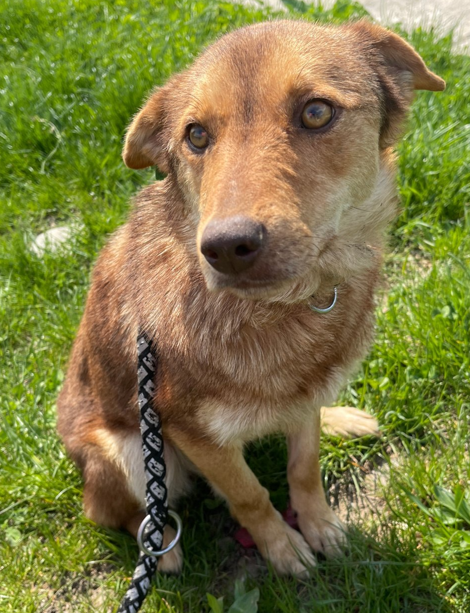 Tierschutz, Tierrettung, Tierschutzhund, Hund, Adoptieren, Zuhause gesucht, Rumänien