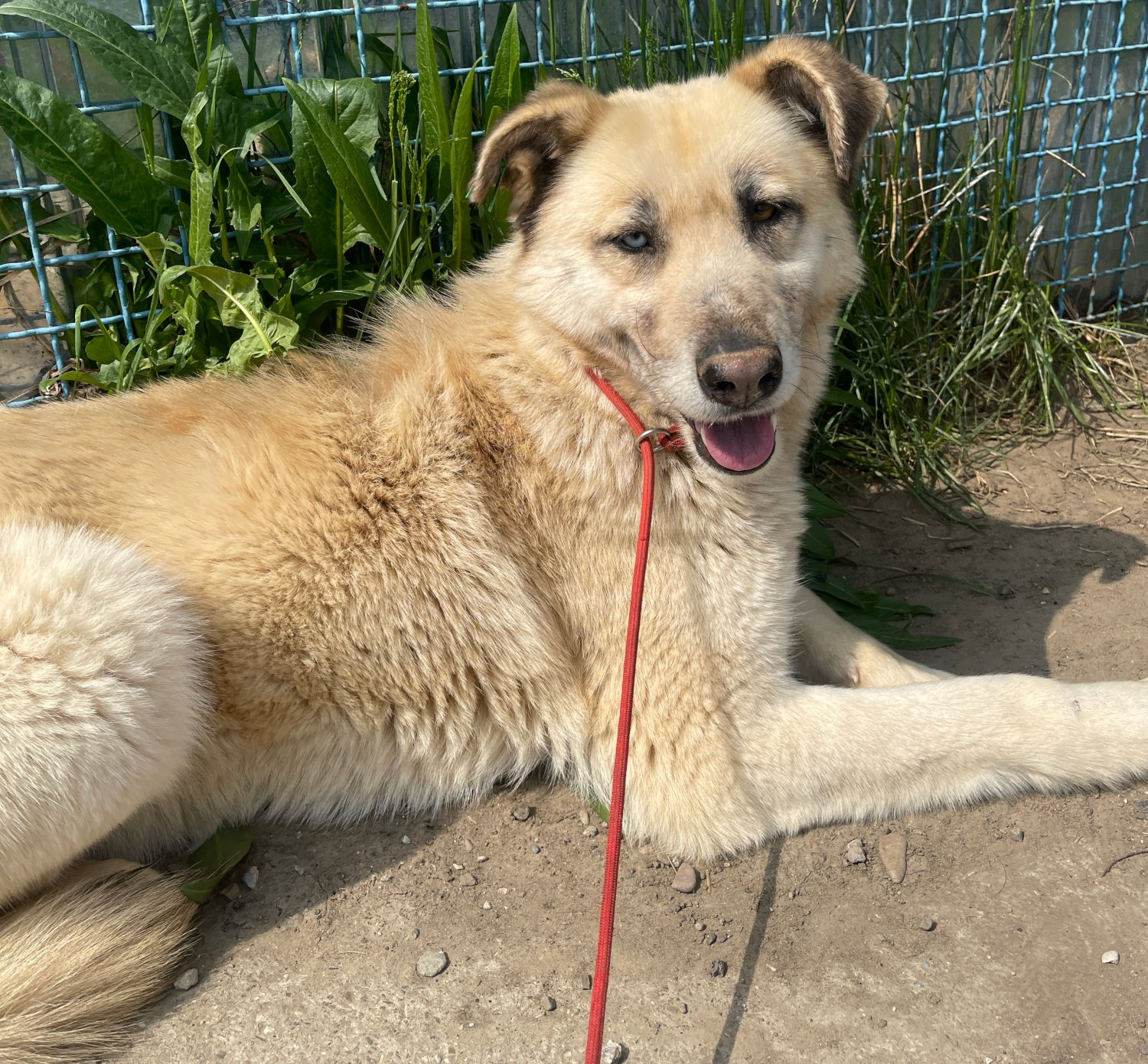 Tierschutz, Tierrettung, Tierschutzhund, Hund, Adoptieren, Zuhause gesucht, Rumänien