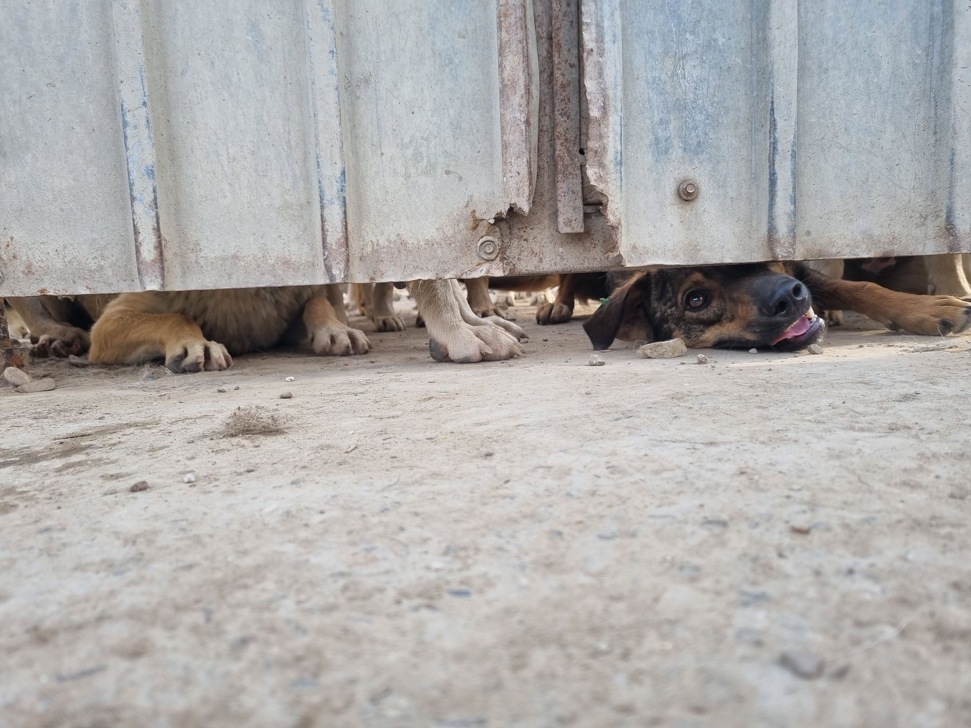 Hund im Public Shelter Onesti Zuhause gesucht Tierheim Tierschutz