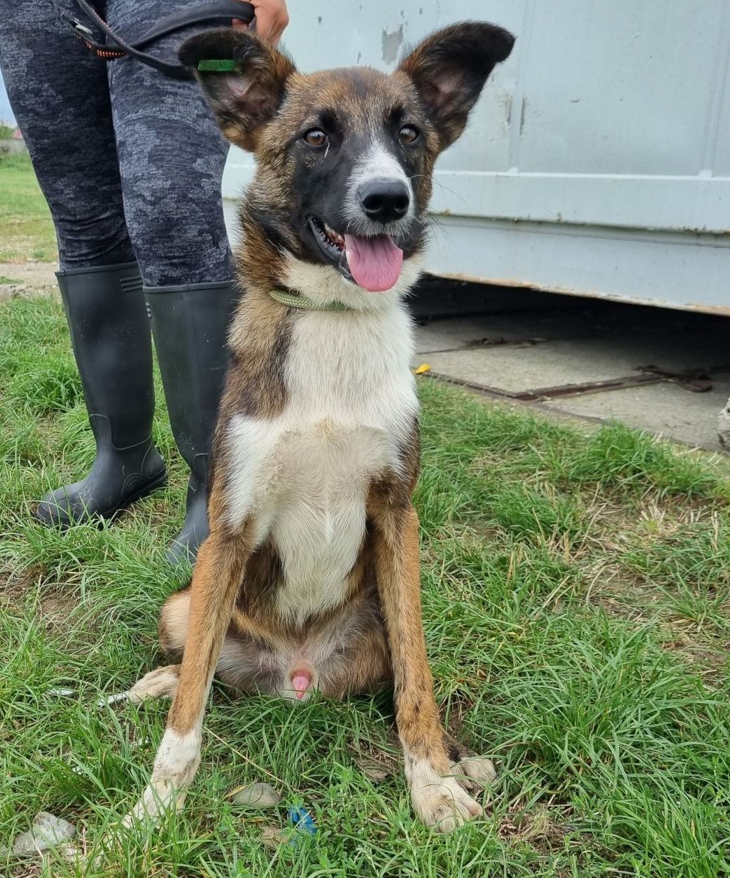 Tierschutz, Tierrettung, Tierschutzhund, Hund, Adoptieren, Zuhause gesucht, Rumänien