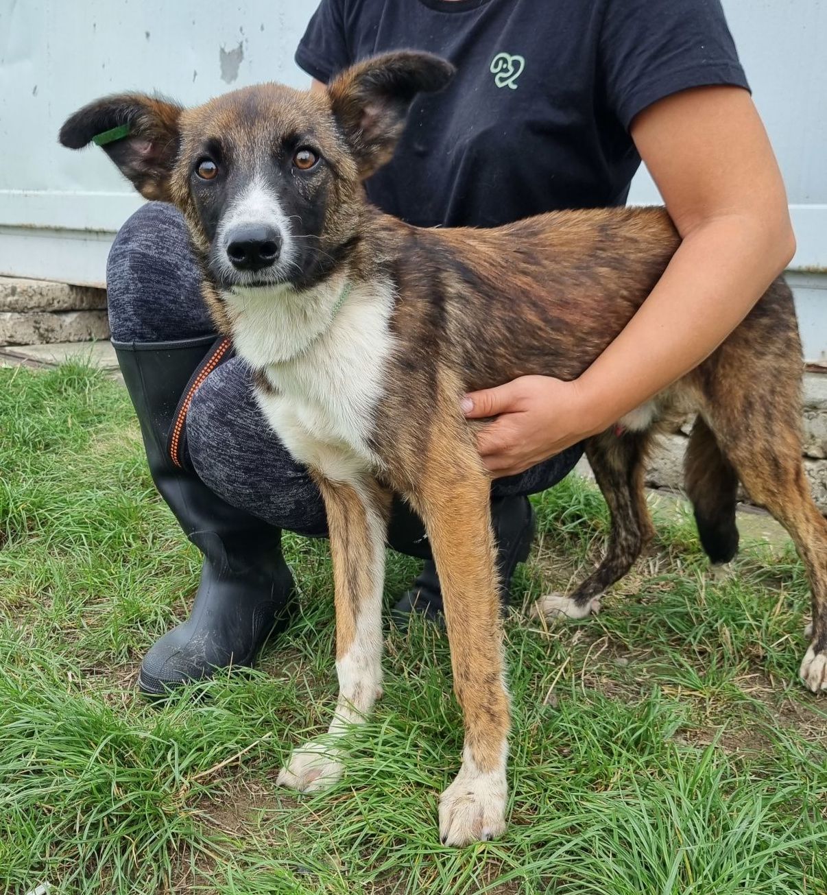 Tierschutzhund 5095 Tierschutz, Tierrettung, Tierschutzhund, Hund, Adoptieren, Zuhause gesucht, Rumänien