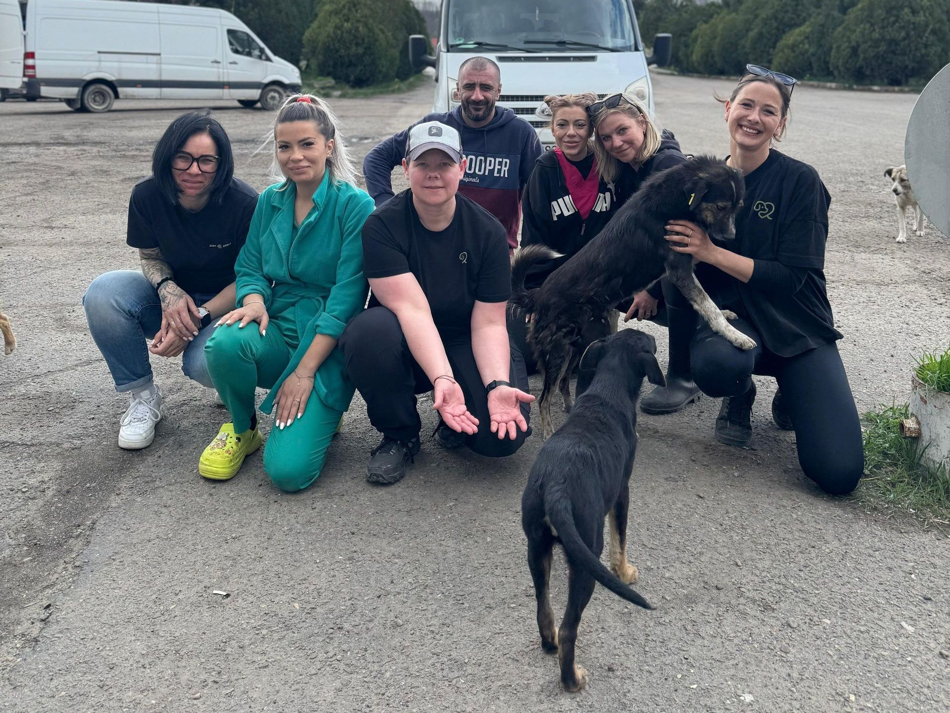 Kastrationsaktion, Kastrationskampagne, Kastrationen, Tierschutz, Rumänien, Straßenhunde