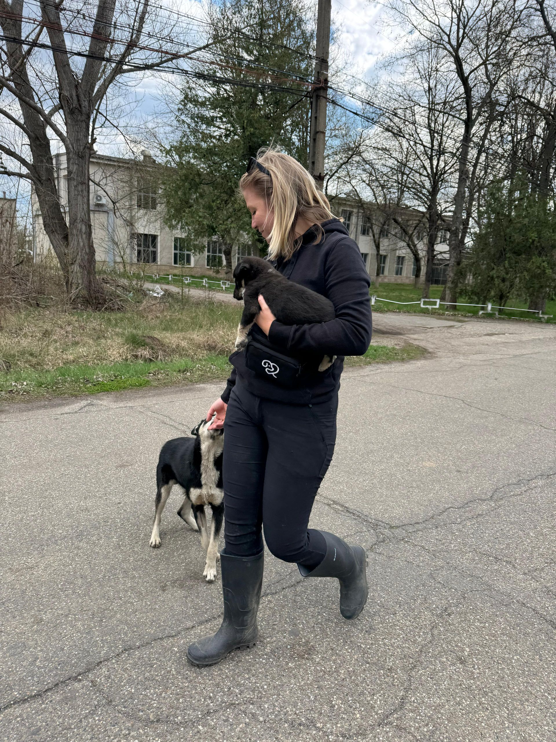 Kastrationsaktion, Kastrationskampagne, Kastrationen, Tierschutz, Rumänien, Straßenhunde