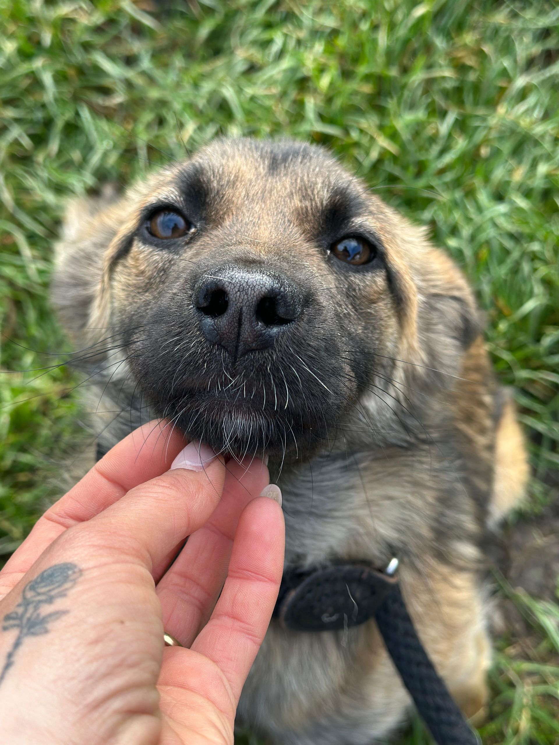 Kastrationsaktion, Kastrationskampagne, Kastrationen, Tierschutz, Rumänien, Straßenhunde