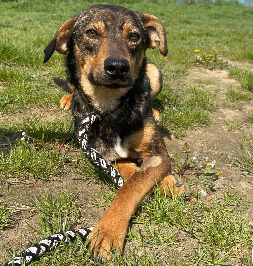 Tierschutz, Tierrettung, Tierschutzhund, Hund, Adoptieren, Zuhause gesucht, Rumänien