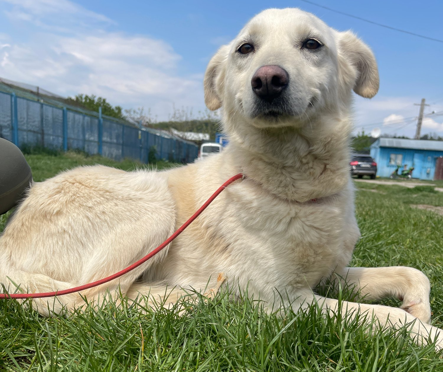 Tierschutzhund Darla Tierschutz, Tierrettung, Tierschutzhund, Hund, Adoptieren, Zuhause gesucht, Rumänien