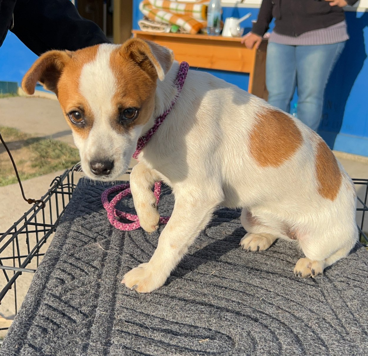 Tierschutzhund Minnie Tierschutz, Tierrettung, Tierschutzhund, Hund, Adoptieren, Zuhause gesucht, Rumänien