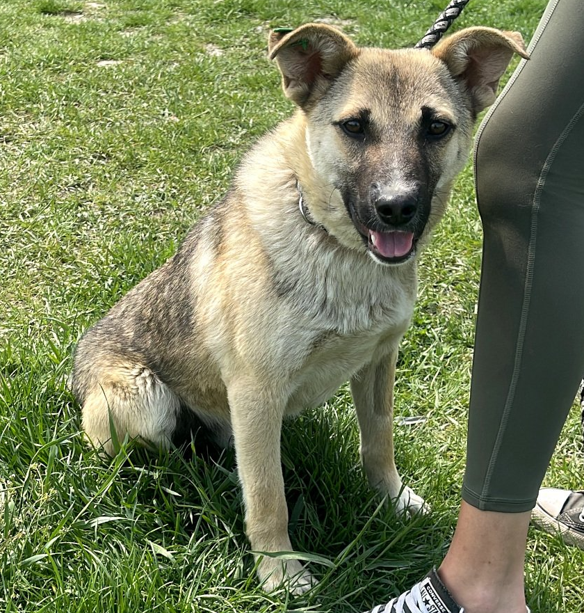 Tierschutz, Tierrettung, Tierschutzhund, Hund, Adoptieren, Zuhause gesucht, Rumänien