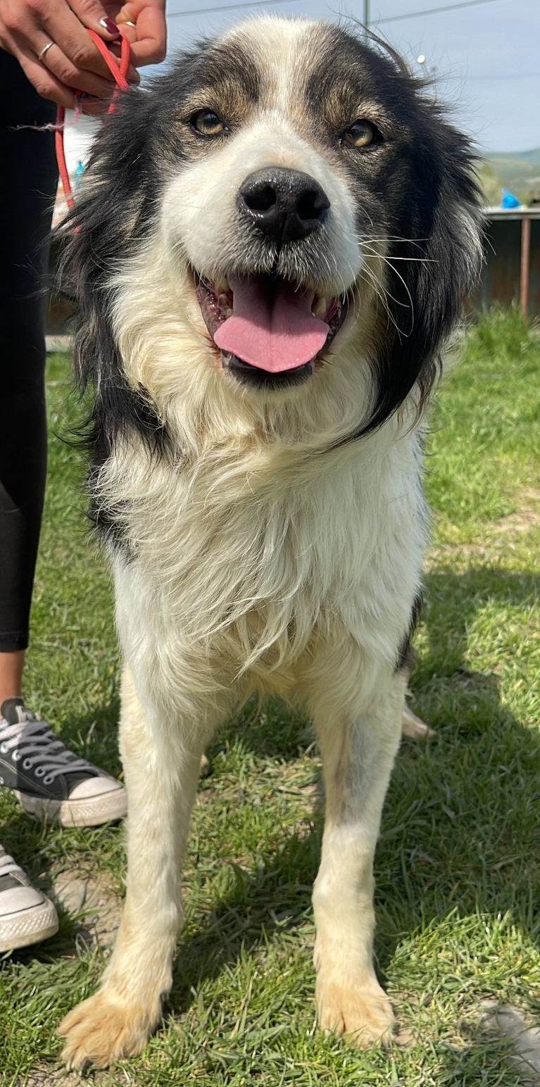 Tierschutzhund 4555 Tierschutz, Tierrettung, Tierschutzhund, Hund, Adoptieren, Zuhause gesucht, Rumänien