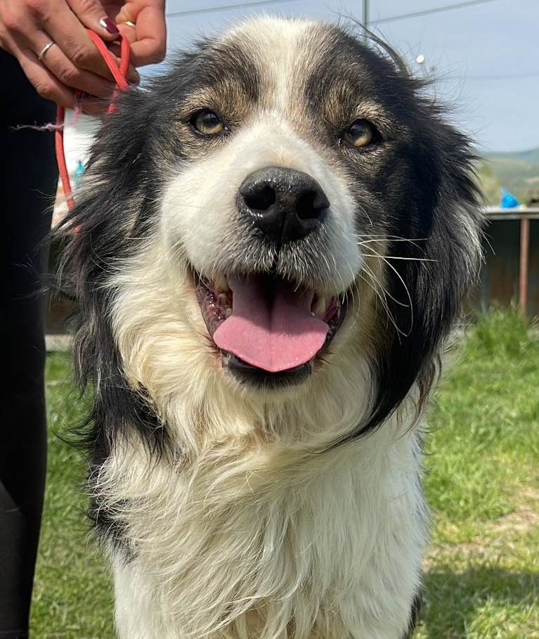 Tierschutz, Tierrettung, Tierschutzhund, Hund, Adoptieren, Zuhause gesucht, Rumänien