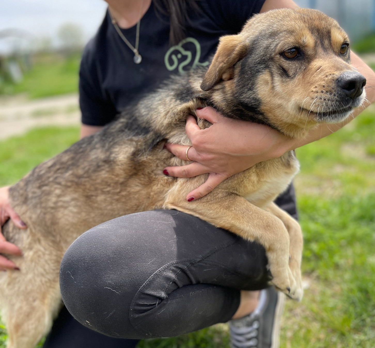 Tierschutz, Tierrettung, Tierschutzhund, Hund, Adoptieren, Zuhause gesucht, Rumänien