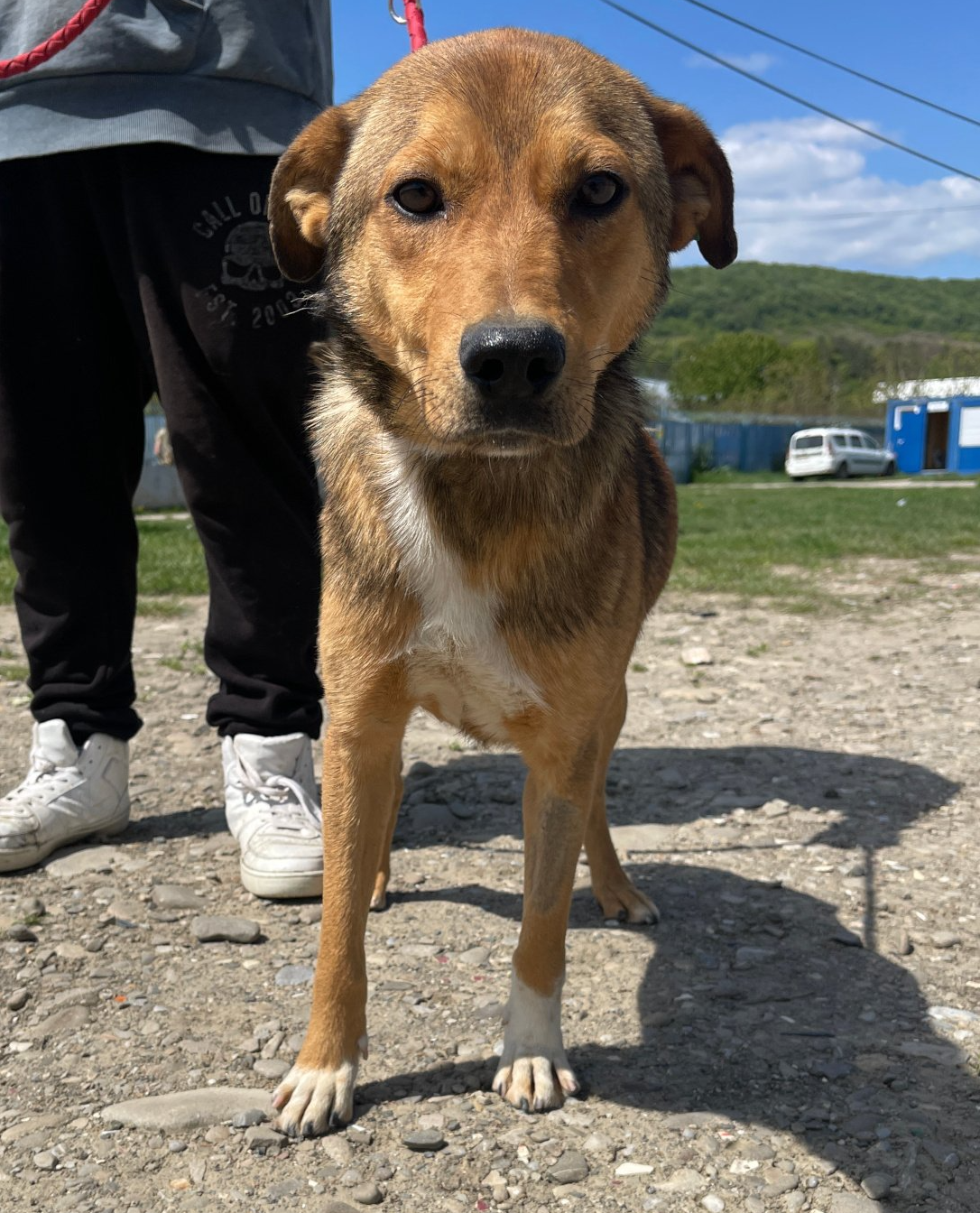 Tierschutzhund 4610 Tierschutz, Tierrettung, Tierschutzhund, Hund, Adoptieren, Zuhause gesucht, Rumänien