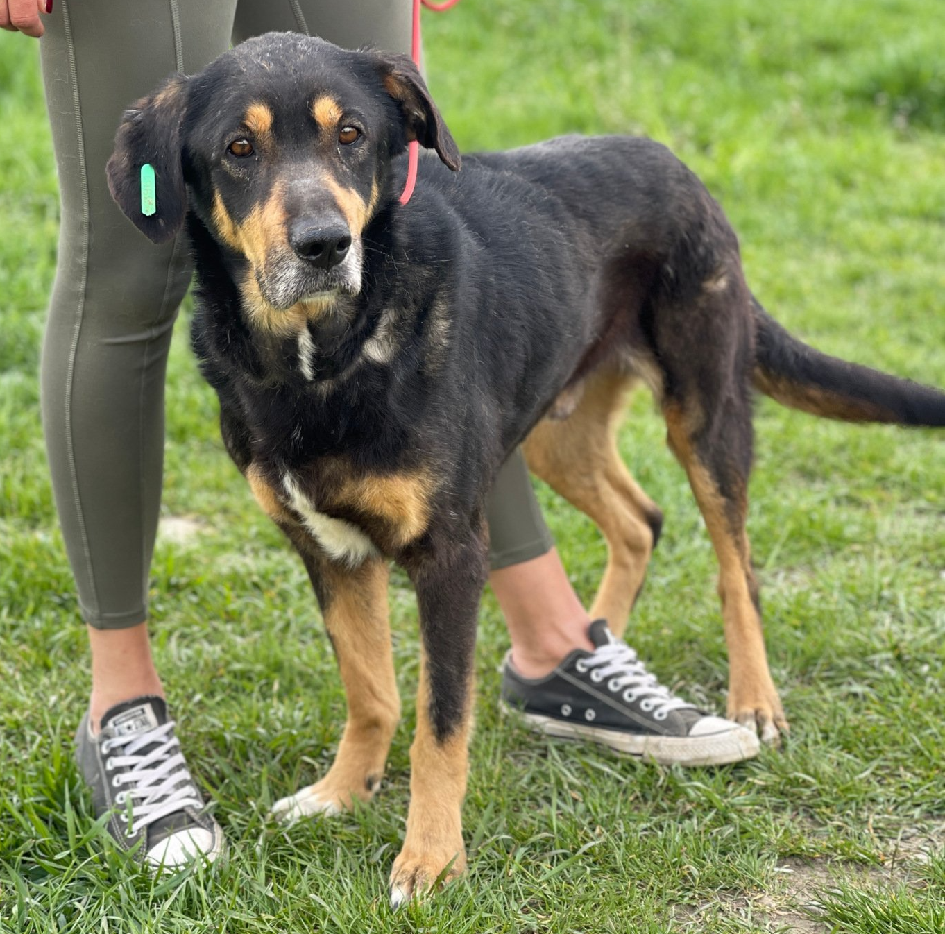 Tierschutz, Tierrettung, Tierschutzhund, Hund, Adoptieren, Zuhause gesucht, Rumänien