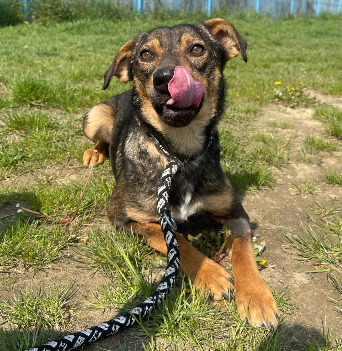 Tierschutz, Tierrettung, Tierschutzhund, Hund, Adoptieren, Zuhause gesucht, Rumänien
