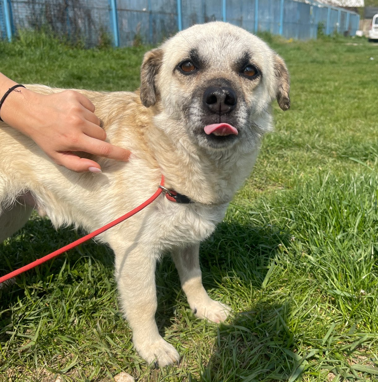 Tierschutzhund Oli Tierschutz, Tierrettung, Tierschutzhund, Hund, Adoptieren, Zuhause gesucht, Rumänien