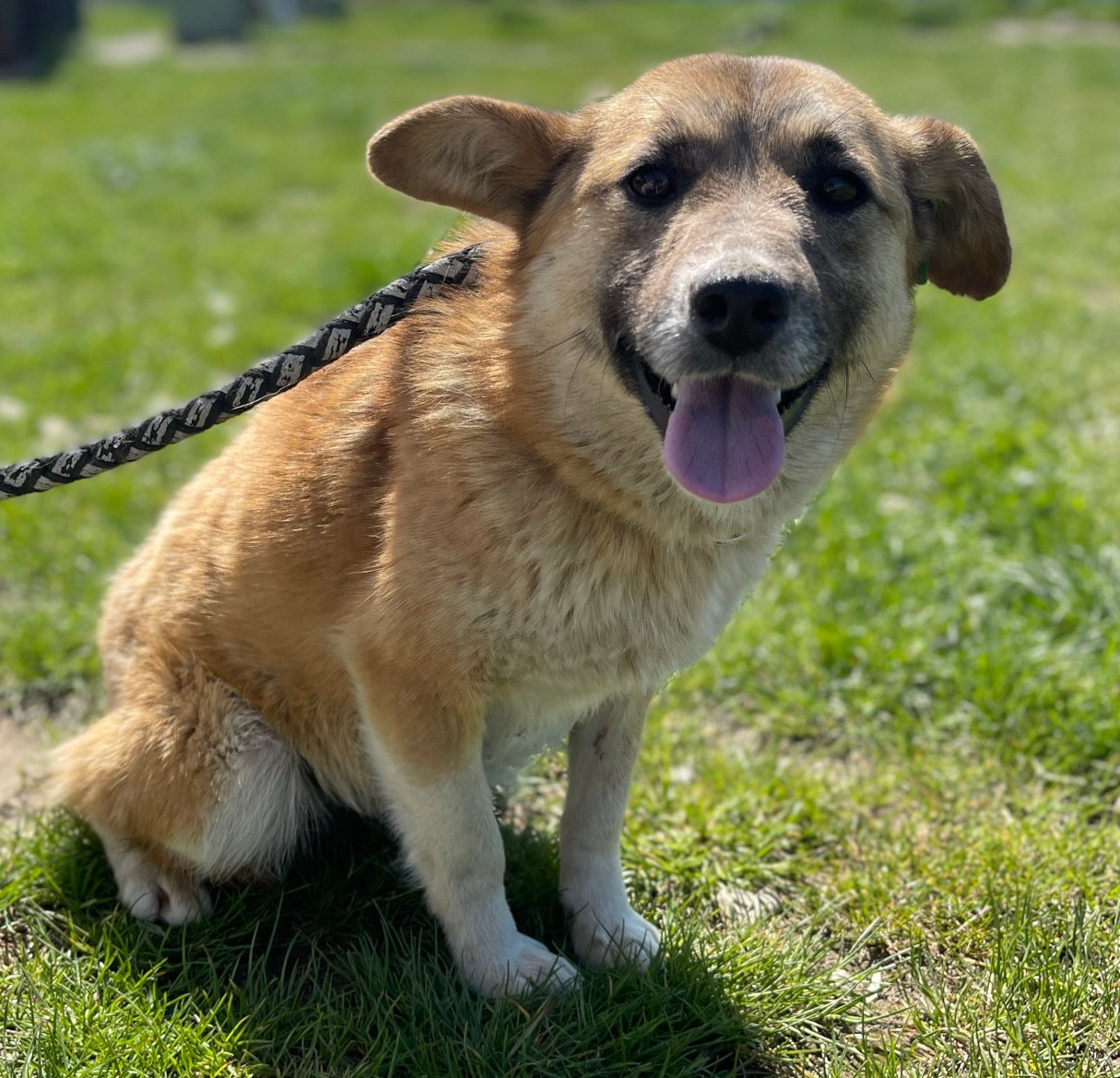Tierschutzhund 4327 Tierschutz, Tierrettung, Tierschutzhund, Hund, Adoptieren, Zuhause gesucht, Rumänien