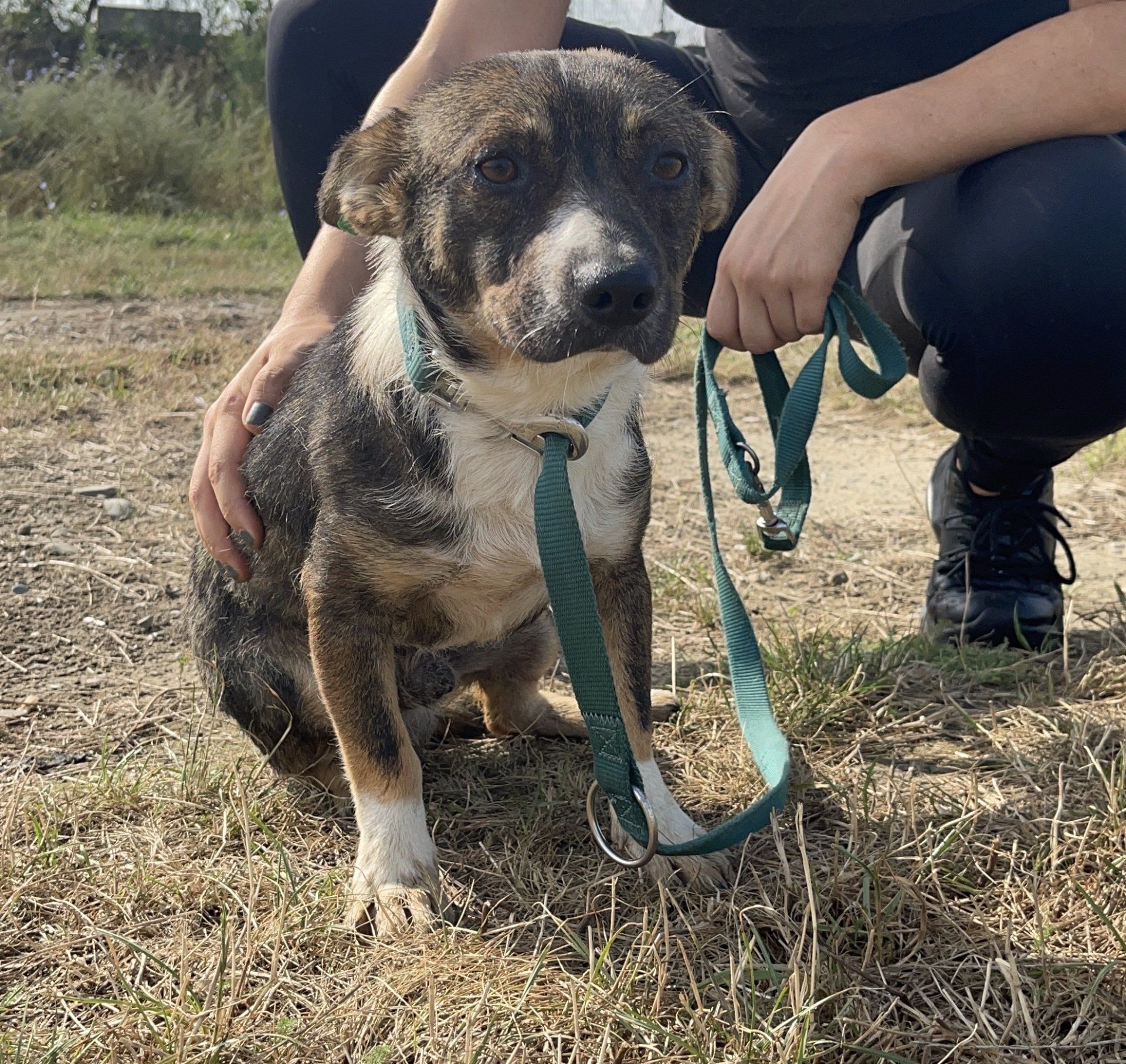 Tierschutzhund Mars Tierschutz, Tierrettung, Tierschutzhund, Hund, Adoptieren, Zuhause gesucht, Rumänien