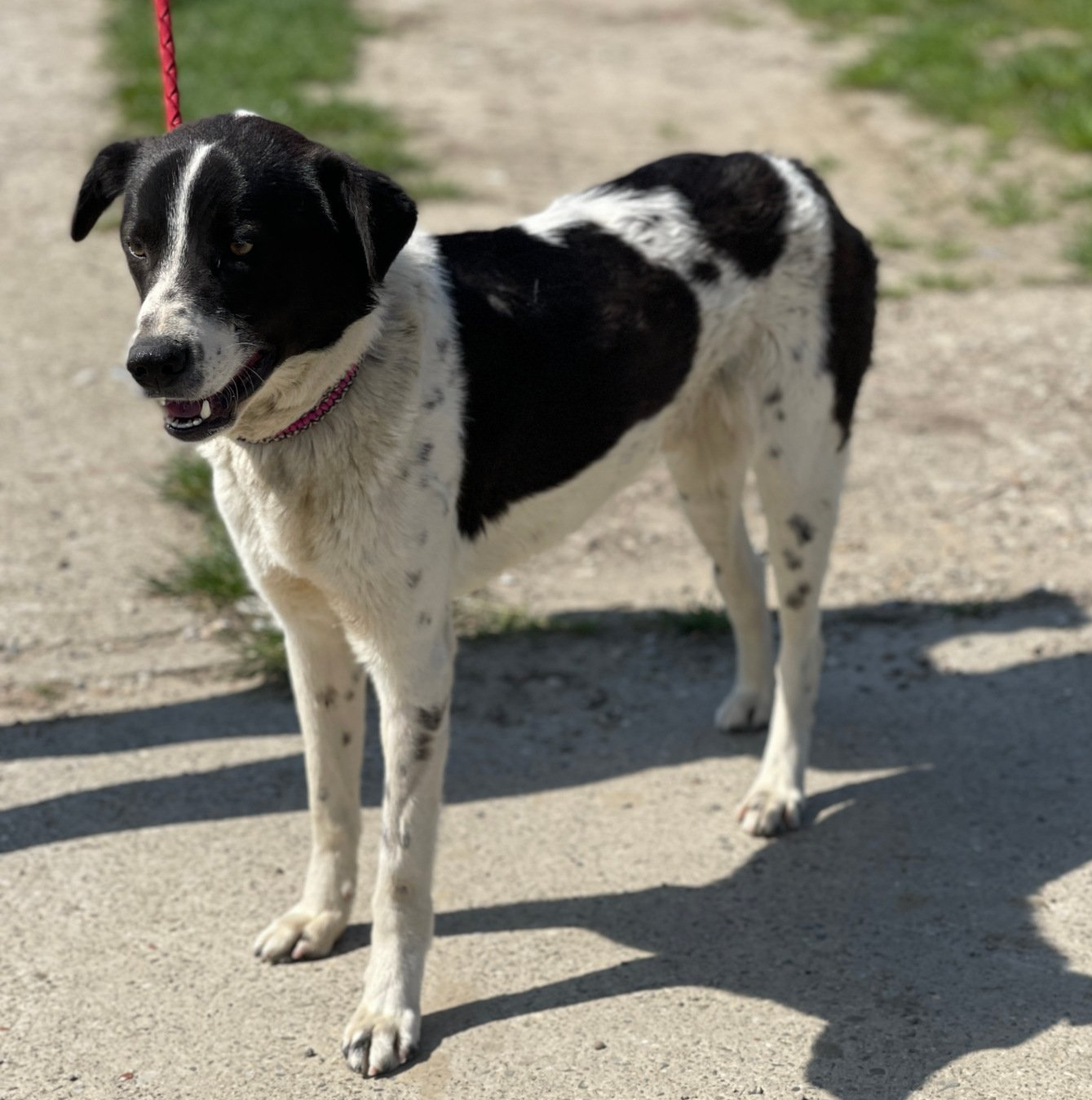 Tierschutzhund Tierschutz, Tierrettung, Tierschutzhund, Hund, Adoptieren, Zuhause gesucht, Rumänien